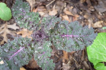 Сорт KALE PURPLE OLD от SIBERIA SEEDS