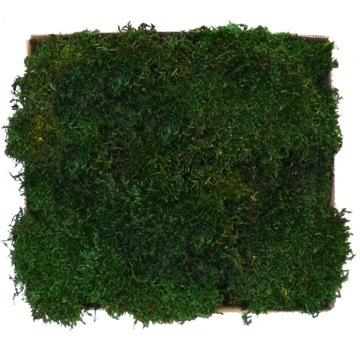 Mech Płaski PREMIUM Natural Green Karton 300g