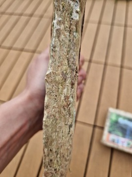 Mech Torfowiec SPHAGNUM Moss 25gram/1Litr Podłoże do storczyków ukorzeniacz