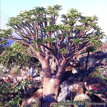 Pachypodium rutenbergianum var. rutenbergianum
