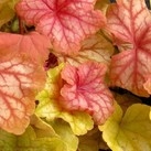 Żurawka Heuchera CHAMPAGNE bajeczne kolory wys od 04.03.2024