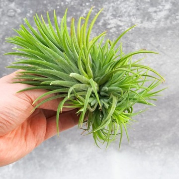 Tillandsia OPLĄTWA ionantha GREEN Intensywnie zielona rozmiar XL AIRPLANTS