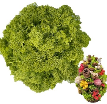 MECH CHROBOTEK RENIFEROWY ZIELONY NORWESKI FIŃSKI DEKORACJA STROIK 30 G