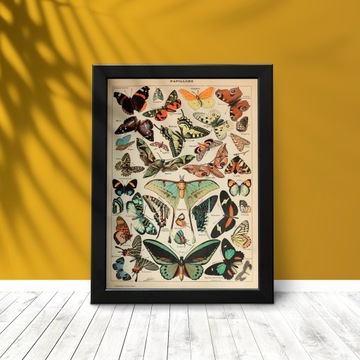 Plakat Vintage botaniczny motyle bez ramy A3