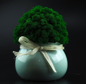 Мох в горшке МИКРОКЛИМАТ БОЧКИ