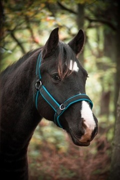 KANTAR MANMAT STABLE HALTER NIEBIESKI XL