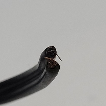 Кабель, кабель, моноразъем JACK 3.5