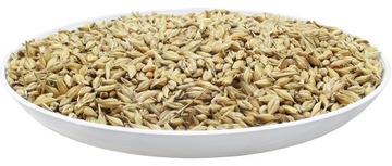 JĘCZMIEŃ PASZOWY 25KG PASZA ŚWIEŻY ZBIÓR PASZOWE
