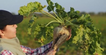 Стимулятор роста Asahi SL 0,5 л увеличивает