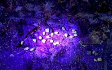 УФ-СВЕТОДИОДНАЯ ЯНТАРНАЯ ЛАМПА, водонепроницаемая IP68, блок питания + аккумулятор + зарядное устройство