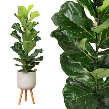 Ficus lyrata Figowiec lirolistny DRZEWKO rozm. L
