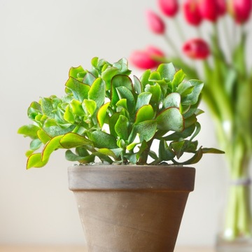Crassula ARBORESCENS SSP. UNDULATIFOLIA grubosz o falowanych liściach r.M