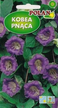 KOBEA PNĄCA 6szt. NASION nasiona kwiatów FIOLETOWA