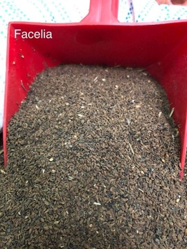 Синяя фацелия 3кг