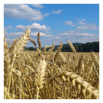 PODUSZECZKI PODUSZKI ZBOŻOWE CZEKOLADOWE 1 KG ŚNIADANIOWE ZDROWE ZIARNO