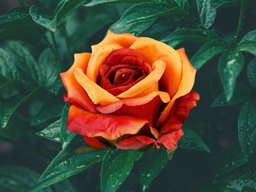 6x искусственные чайные розы роза головы продукт цветы 10 см. Цветочные стены