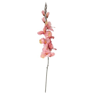 GLADIOLA JASNO-RÓŻOWA 70cm