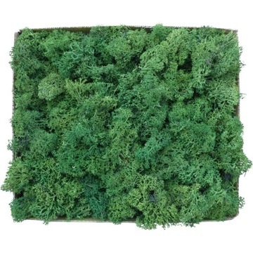 Обрезки мха Forest Green, Картон 600г.