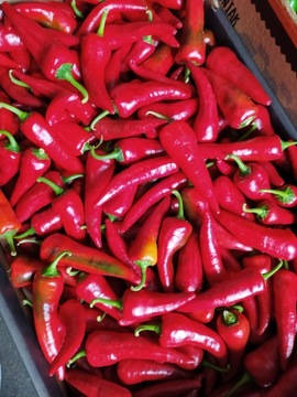 PAPRYKA CHILLI PEPPERONI ŚWIEŻA 100g- OSTRA!!!