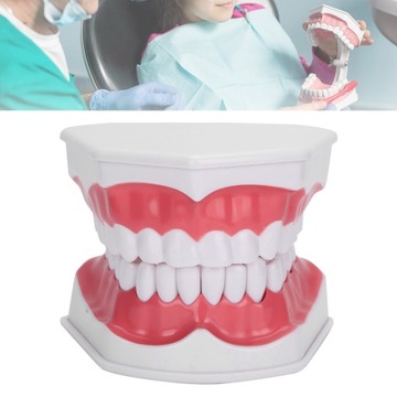 ДЕНТАЛЬНАЯ МОДЕЛЬ MAXILLA DENTAL