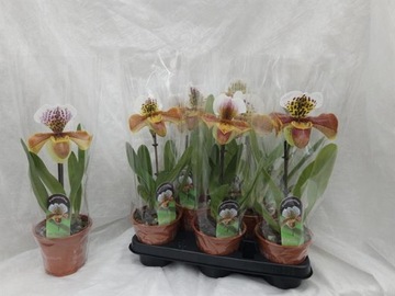 Paphiopedilum Amerikanos Storczyk Sabotek 12Ø 35cm extra prezent