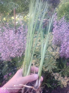 Маленький рогоз Typha minima для пруда и вокруг него.