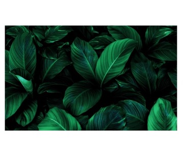 Fototapeta 520x318cm duże liście greenery styl