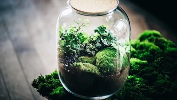 LAS W SŁOIKU : Żwirek Bursztynowy Rzeczny 1KG