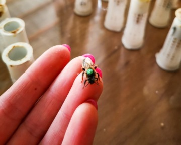 Matki pszczele Elgon VSH