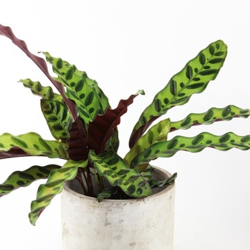 Calathea LANCIFOLIA kalatea lancetolistna rozm. S