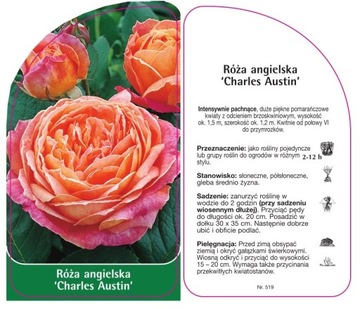 Róża angielska 'Charles Austin' - etykiety szkółkarskie