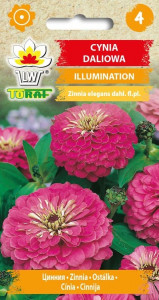 Cynia daliowa FIOLETOWA ILLUMINATION nasiona 1g PRZEPIĘKNE KWIATOSTANY