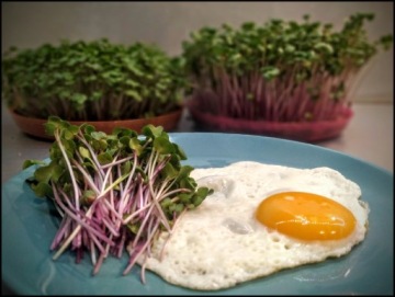 ЛЬНЯНОЙ КОВРИК для проращивания микрозелени