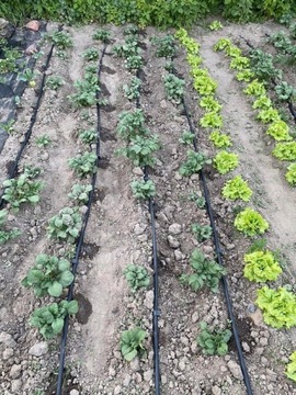 КАПЕЛЬНАЯ ЛИНИЯ Капельного орошения 100M +90 элементов Шланг для потоотделения сада