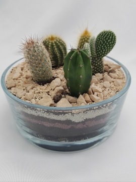 Пустыня в стакане, Лес в баночке, Набор DIY ХИТ