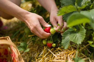 Ogrodowego Polycarbonate House 1.9x1,95 м 3,61 м2 УФ -защита