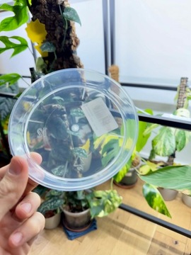 Podstawka pod doniczkę |12 cm |Bezbarwna