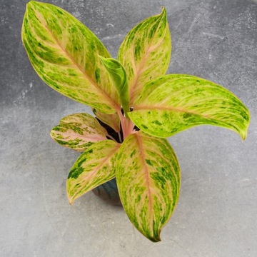 Zestaw do zrobienia podłoża przepuszczalnego, luźnego dla roślin 8L 