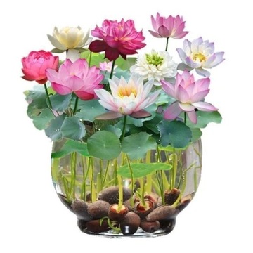 100 Nasion Lotosu Mini Non GMO Nasion Lotosu Bonsai Do Ogrodu