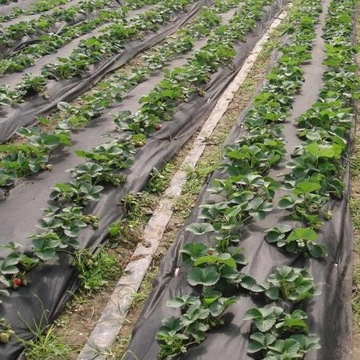 AGROWŁÓKNINA CZARNA 1,6m 50g UV 20m Bellushortus