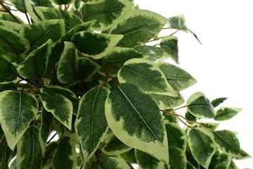 SZTUCZNE DRZEWKO FIKUS ROŚLINA KOMPOZYCJA DEKORACJA DOM BIURO PREMIUM