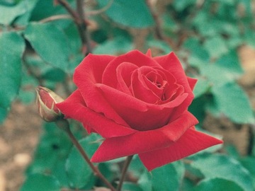 Róża wielkokwiatowa ENA HARKNES NR 1403