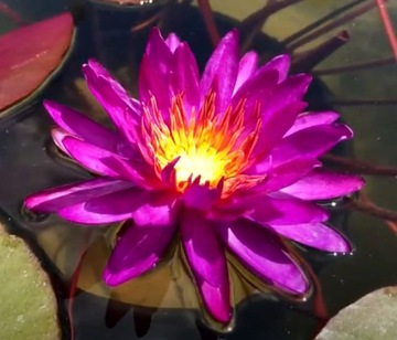 Lilia Wodna Purple Fantasy Nymphaea Grzybień