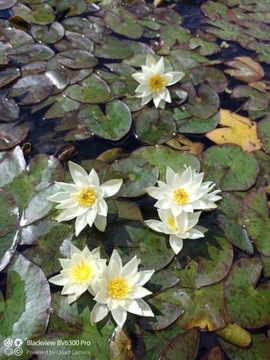 Красивая кувшинка Nymphaea PYGMAEA HELVOLA Миниатюра для пруда