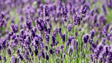 ЛАВАНДОВАЯ ПОЧВА С УДОБРЕНИЯМИ 20Л WOKAS