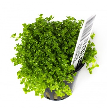 Hemianthus callitrichoides (Koszyk Ø 5,5 cm)