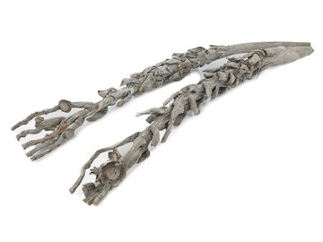 biała gałązka palmy kokosowej susz egzotyczny 70cm