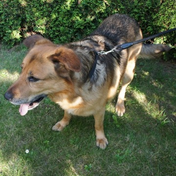 Smycz dla psa Treningowa Lina 10m Gruba Wytrzymała 10mm Karabinek do 220 kg