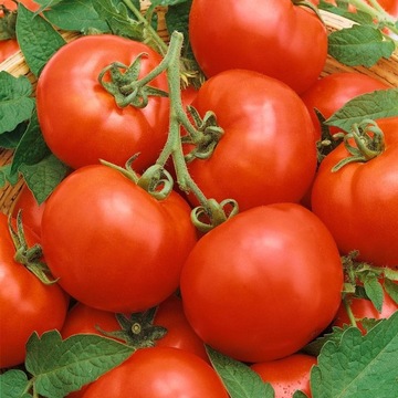 Pomidor Baron - PLENNY, ODPORNY - Nasiona Premium