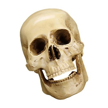 Biała ludzka czaszka Model z żywicy Anatomiczne
